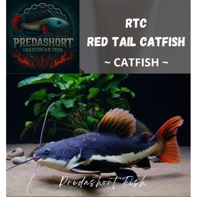 Jual Ikan RTC Terlengkap & Harga Terbaru Juni 2026 | Shopee Indonesia