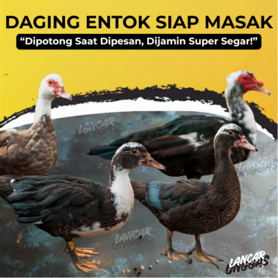 Jual Entok Terlengkap & Harga Terbaru Agustus 2026 | Shopee Indonesia
