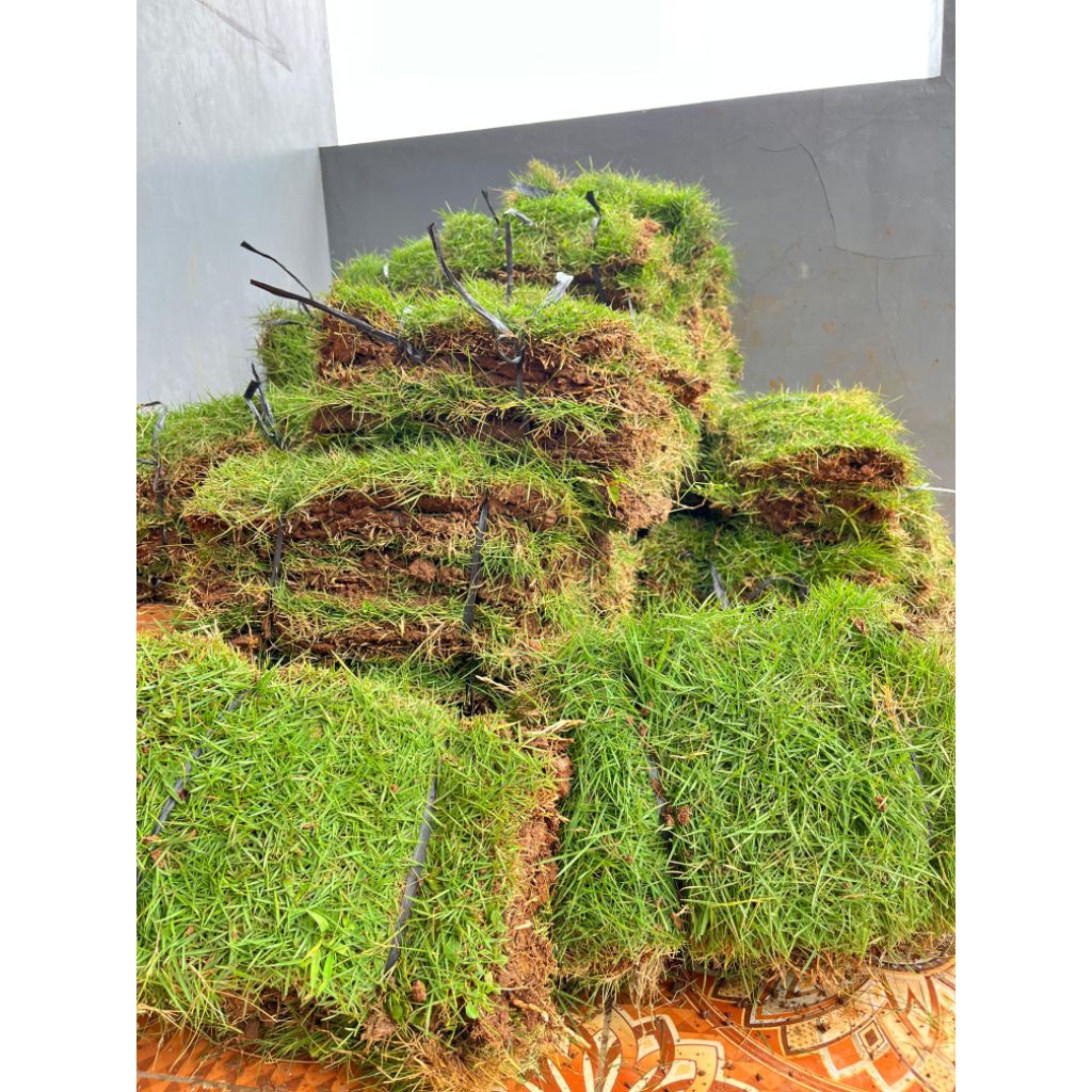 Jual 30 Lembar Rumput Jepang Fresh | Shopee Indonesia