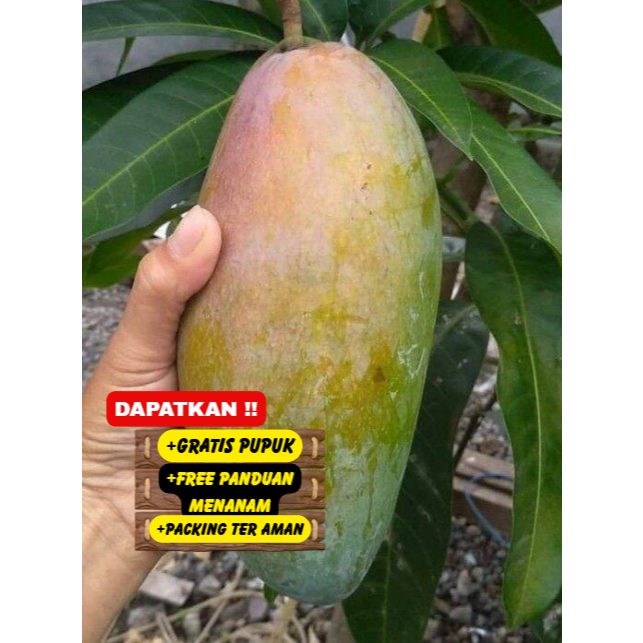 Pohon / Bibit Mangga Kiojay Jumbo Super Unggul Cepat Berbuah