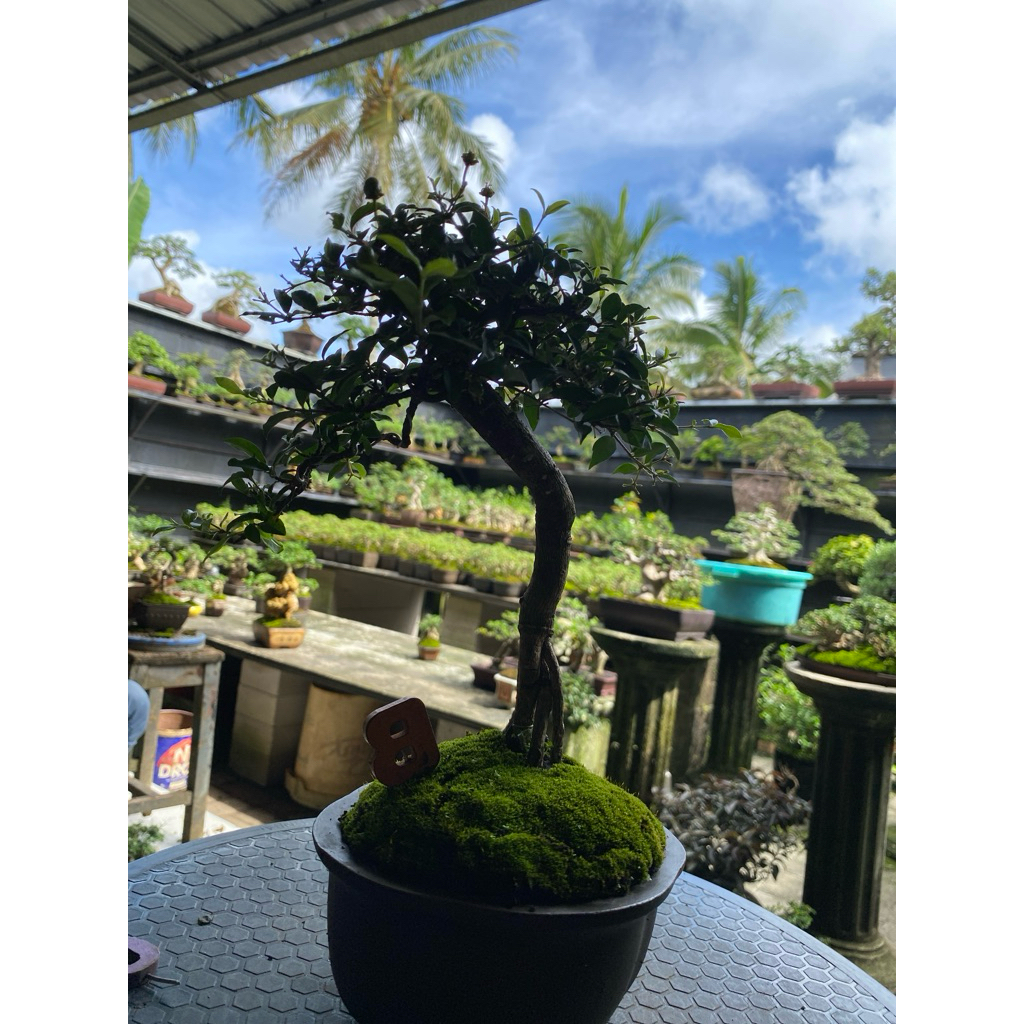 Jual bonsai sakura micro on the rock | Shopee Indonesia
