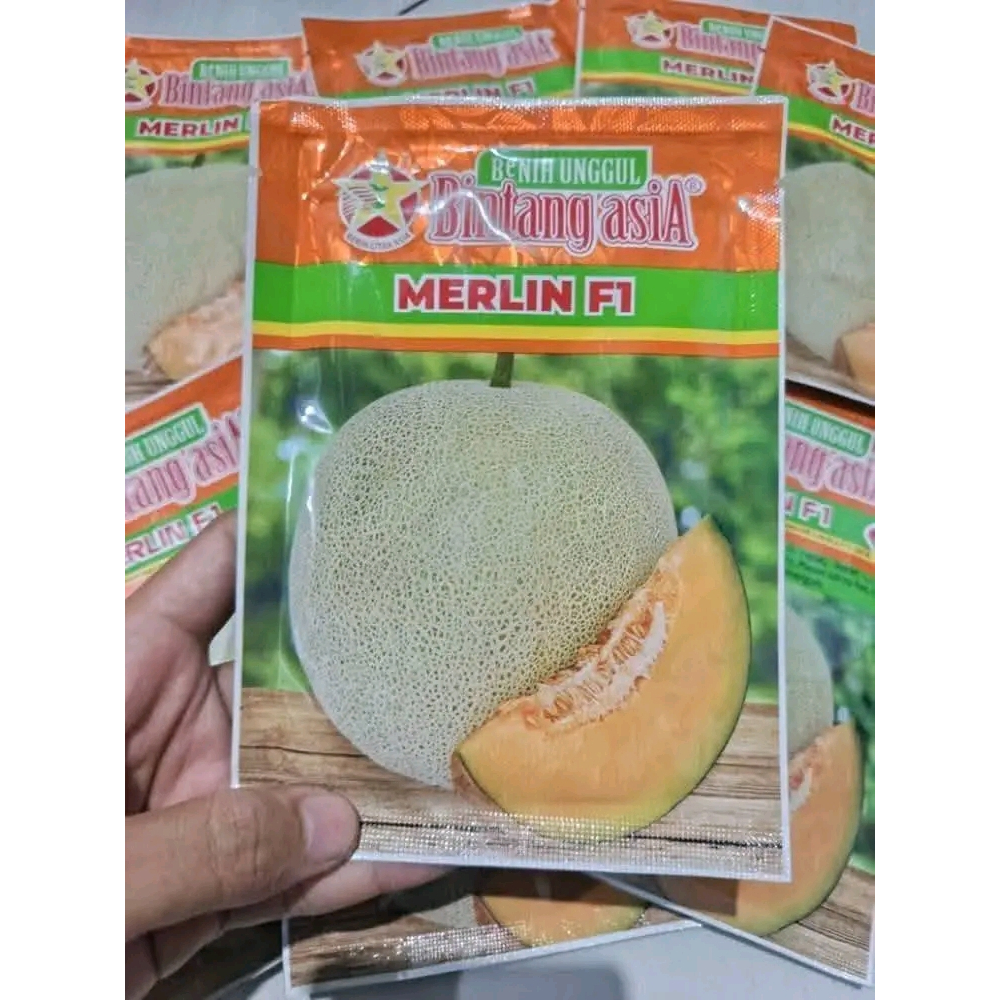 Jual Benih melon Bintang asiA MERLIN F1 100% Original Kemasan 20 Gram ...