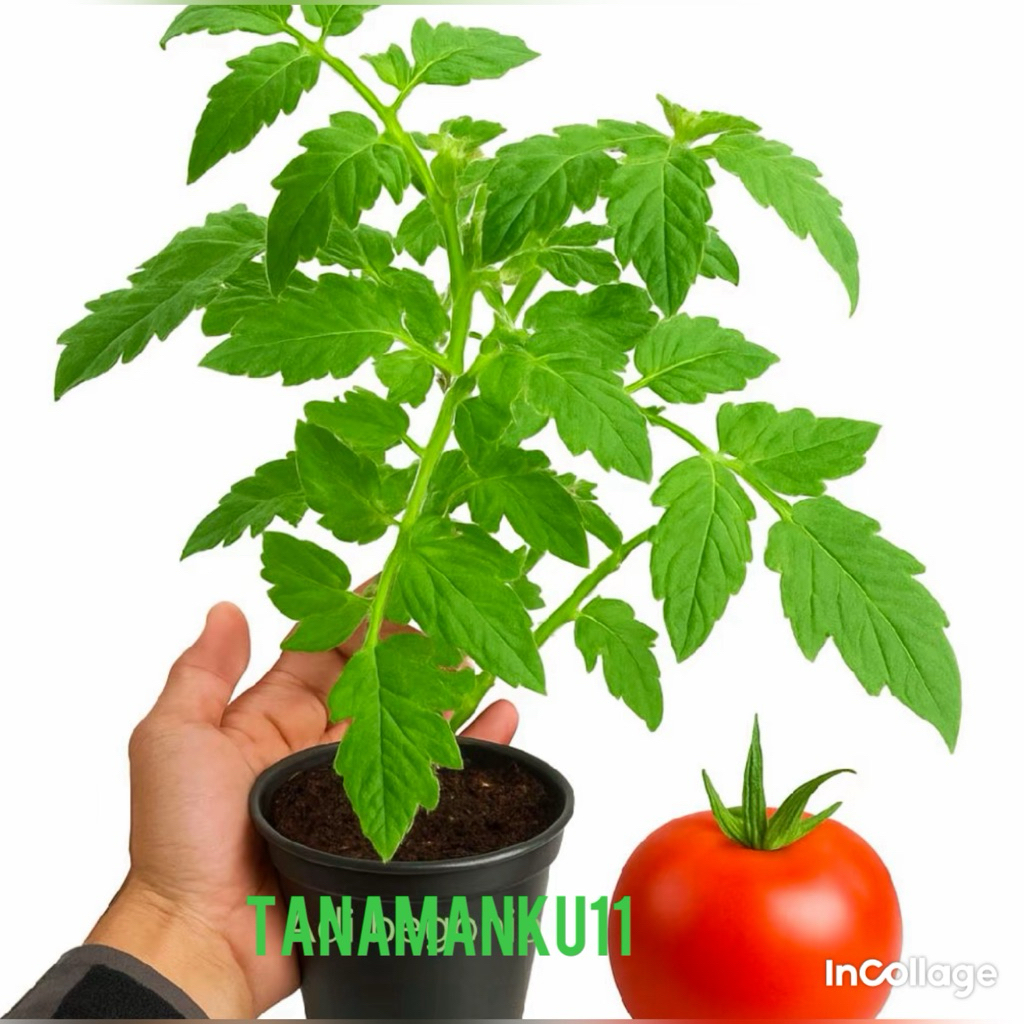 tanaman tomat sayur rimbun buah besar tanaman tomat sambal