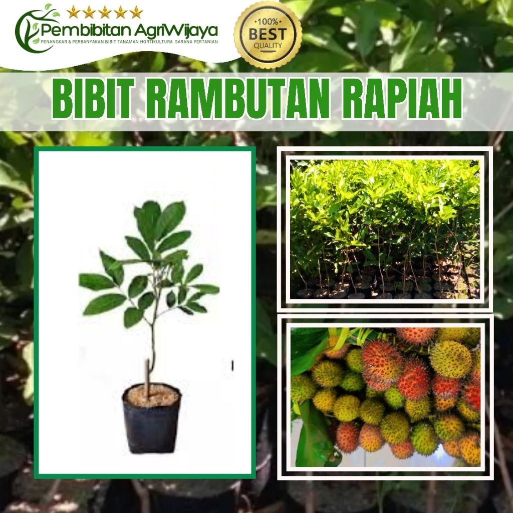 Jual Bibit Rambutan Rapiah Manis Jakarta Varietas Unggul Okulasi ...
