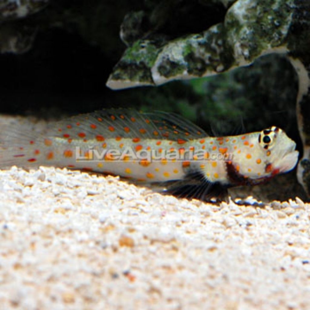 Jual Ikan Hias Air Laut Jabing Titik (Orange Spotted Goby) | Shopee ...