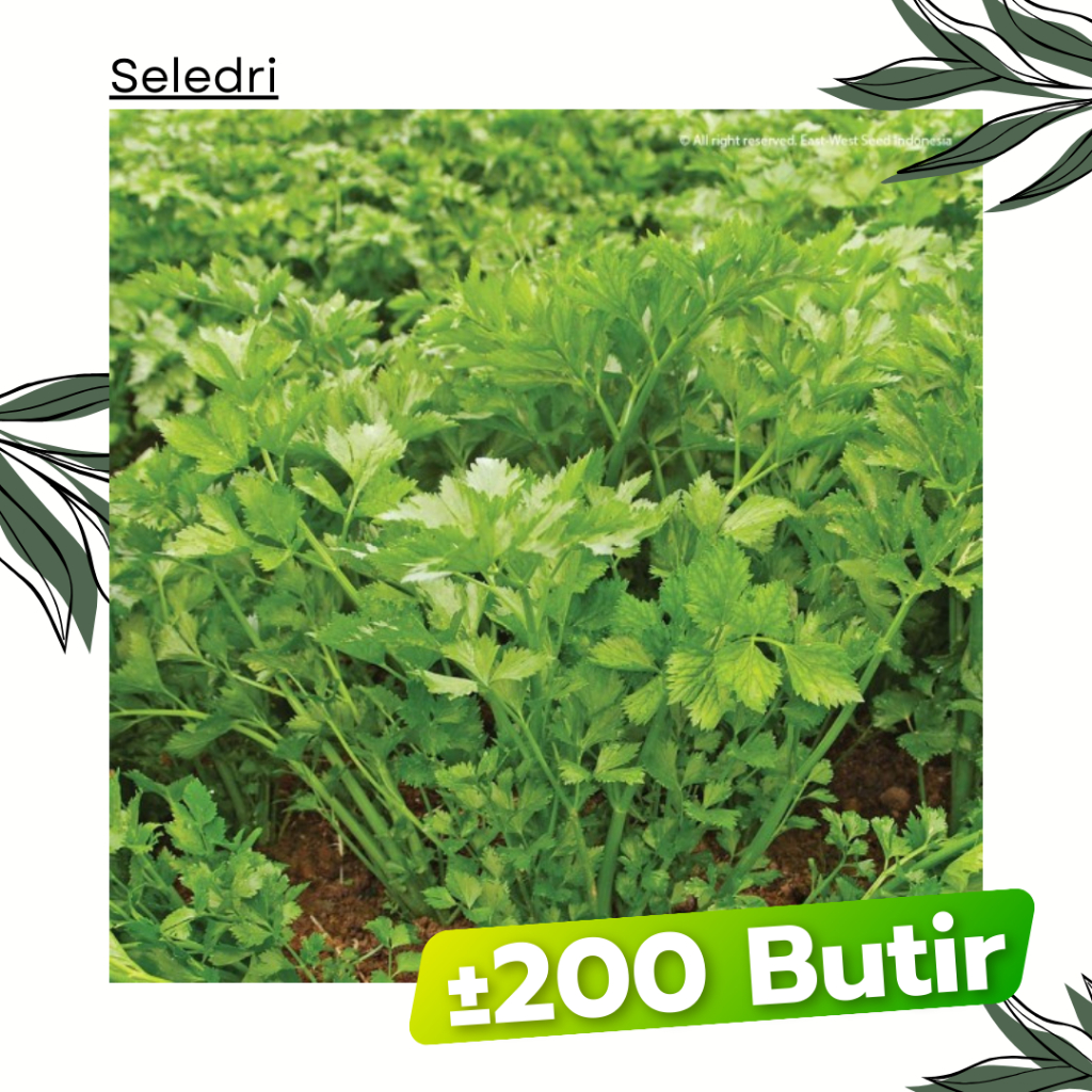 ±200 Butir - Benih Seledri Amigo Cap Panah Merah Bibit Sayuran Tanaman