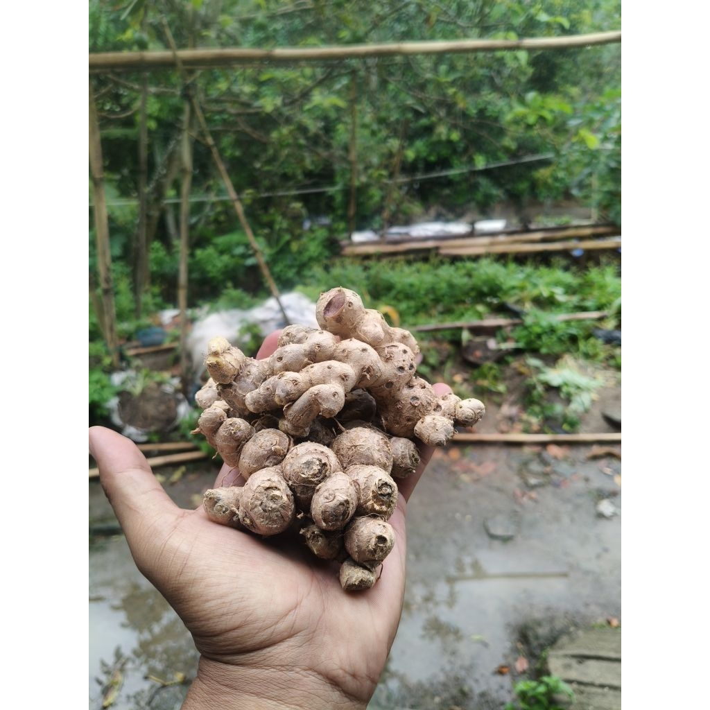 Jual KUNYIT HITAM ORI | Shopee Indonesia