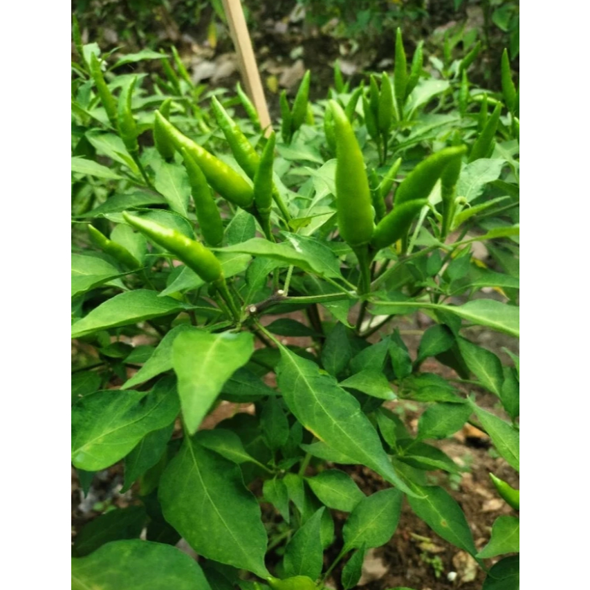 Jual MKS Benih Biji Cabe PACAK Acung | Caplak | Shopee Indonesia