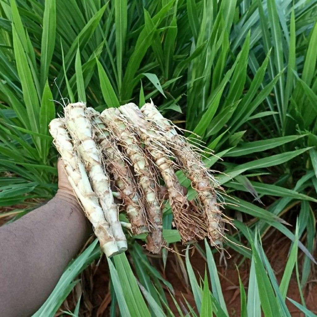 Jual bibit Rumput Odot Super dan mantap 1 kg | Shopee Indonesia
