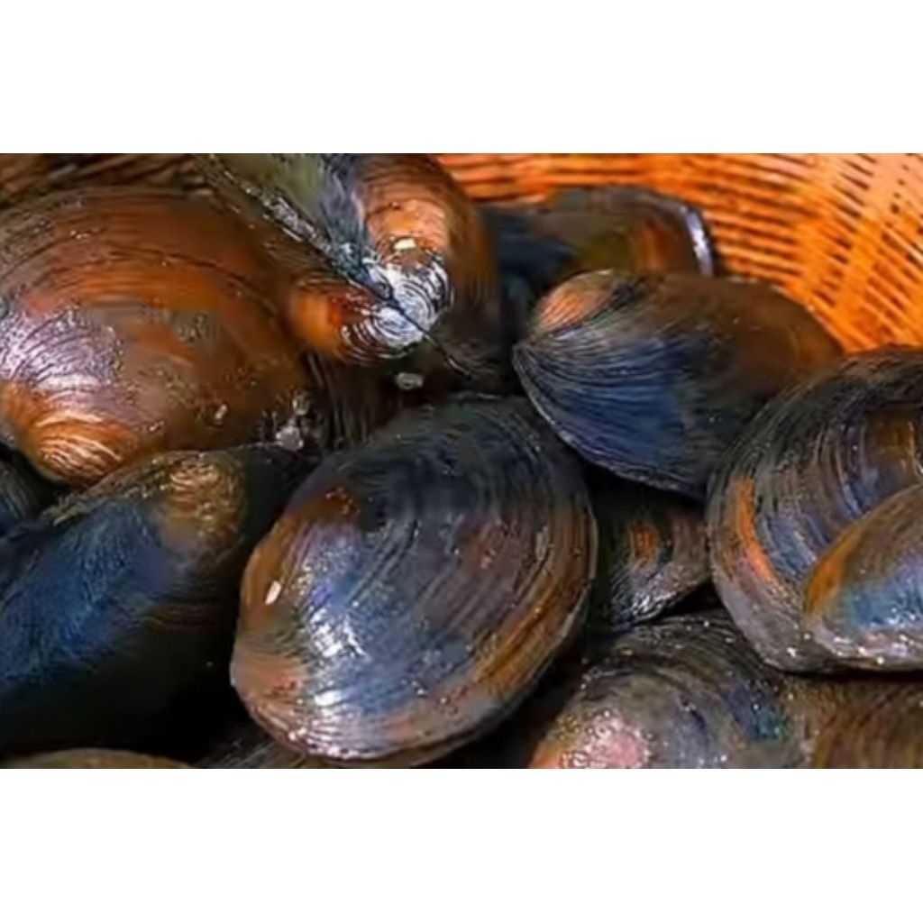 Jual Kerang Kijing Terlengkap & Harga Terbaru Juli 2026 | Shopee Indonesia