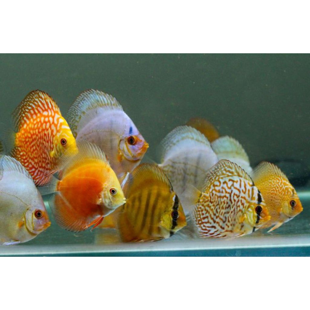 Jual PAKET DISCUS MIX 5E LUAR PULAU CHAT ADMIN | Shopee Indonesia