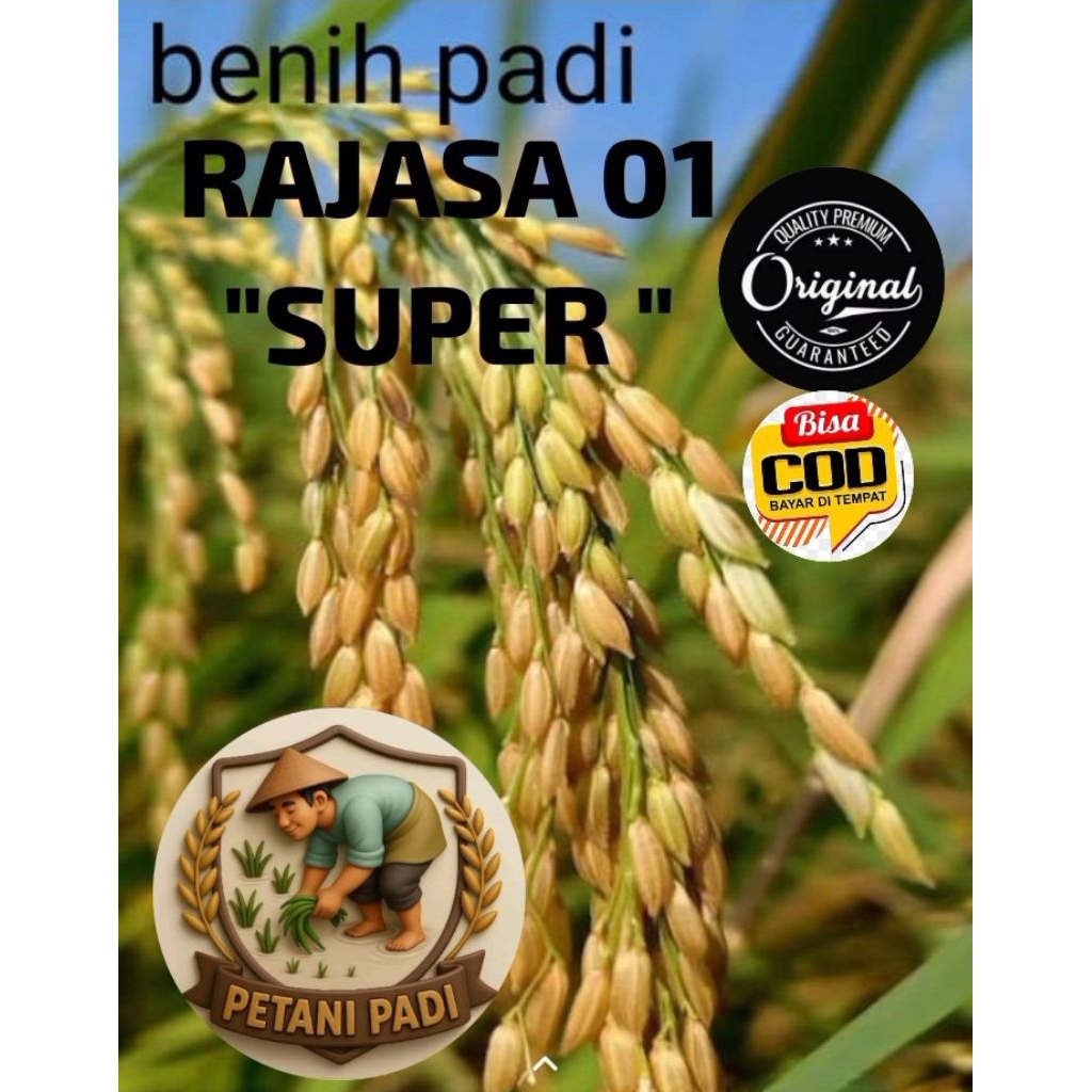 Jual BENIH PADI RAJASA 01 SUPER KEMASAN 1KG | Shopee Indonesia