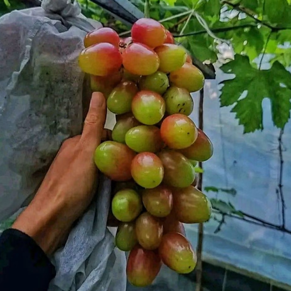 Jual Bibit Anggur Import Andre 53 rasa manis mudah berbuah valid, hasil ...