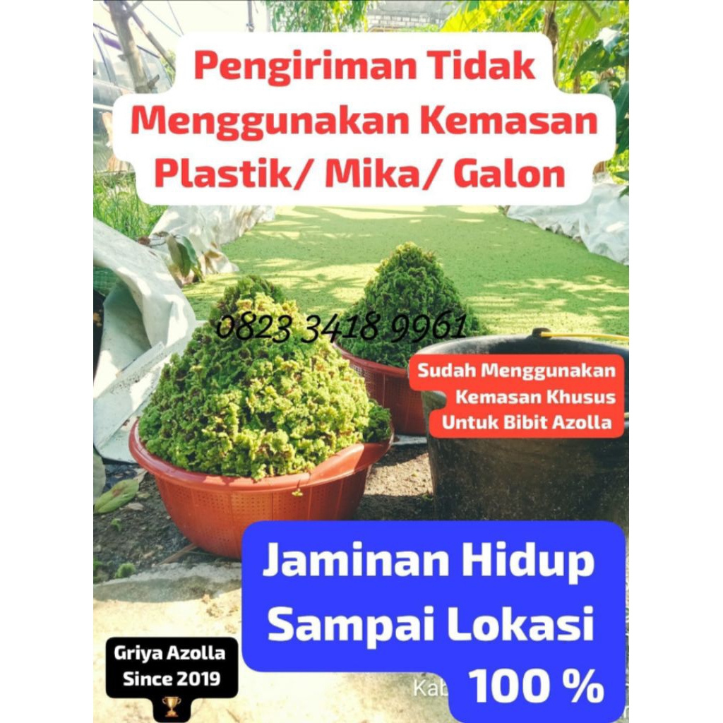 Jual KEMASAN KECIL BIBIT AZOLLA DG KEMA…