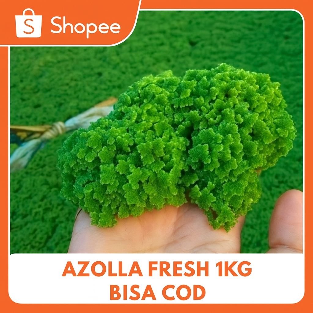 Jual Azolla Fresh 1kg untuk Pakan Ternak – Berkualitas dan Bisa COD ...