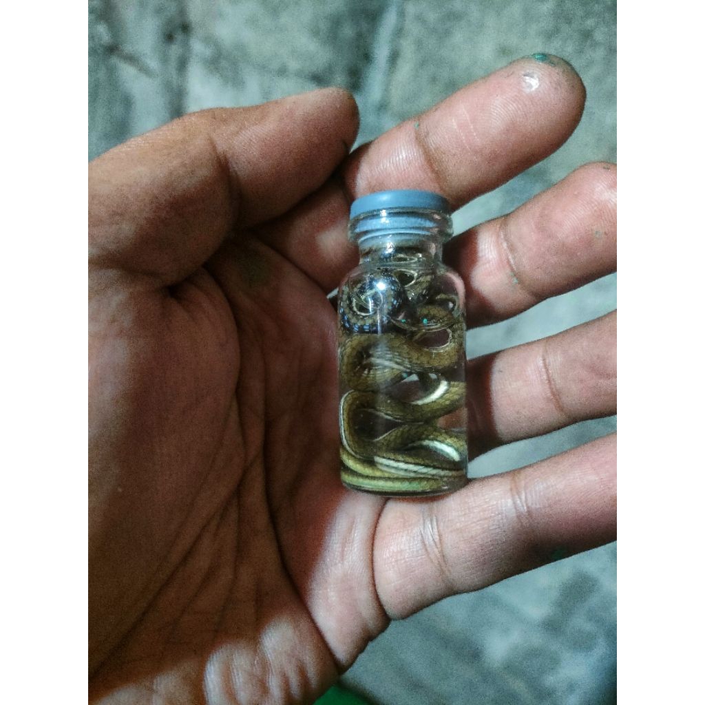 Jual Display botol kaca ular kecil | Shopee Indonesia
