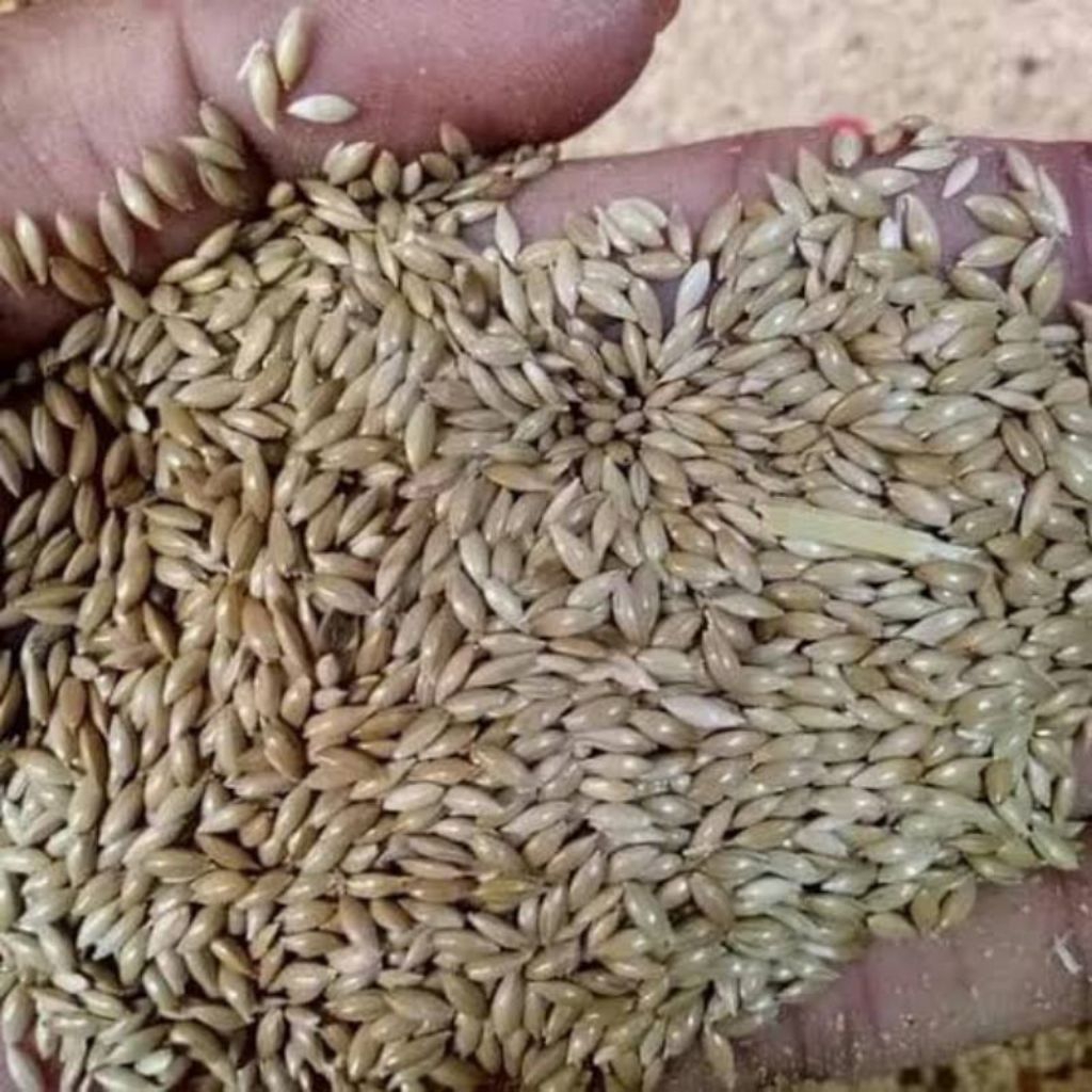 Jual promo benih rumput gajah mini 500 gram sali | Shopee Indonesia
