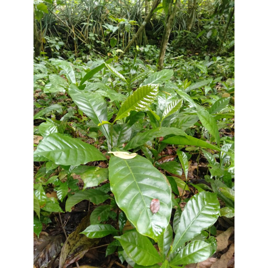 Jual bibit kopi robusta asli purbalingga per 50 batang Shopee Indonesia