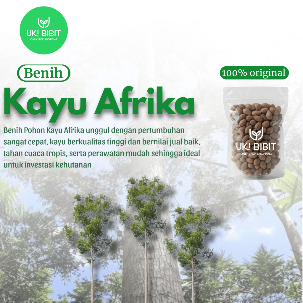Jual ( 100 Gram ) Benih Biji Pohon Kayu Afrika | Pohon Sobsi | Kayu ...