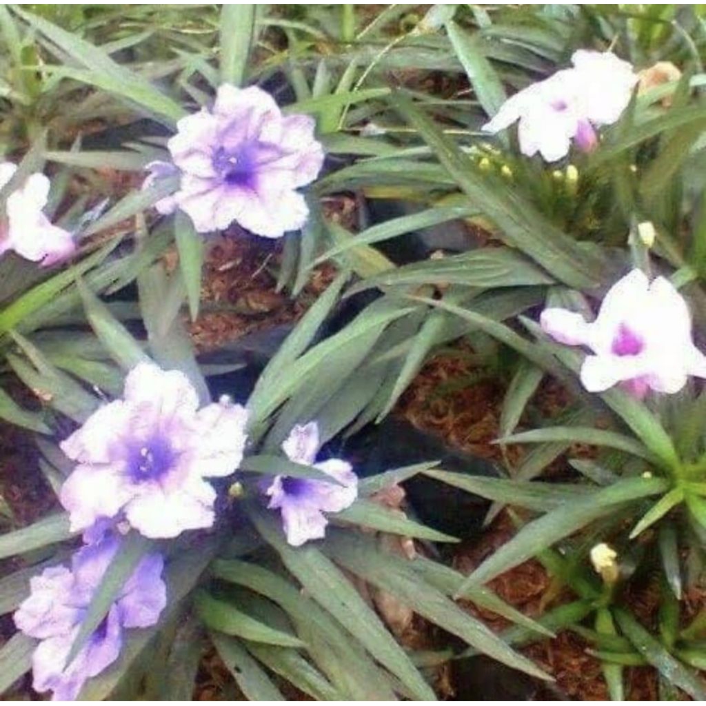Jual Pohon Reulia Mini Bunga Ungu Tanaman Hias Pohon Rawelia Mini Bunga ...