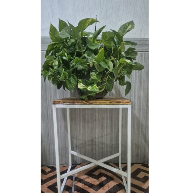 Produk standing_pot | Shopee Indonesia