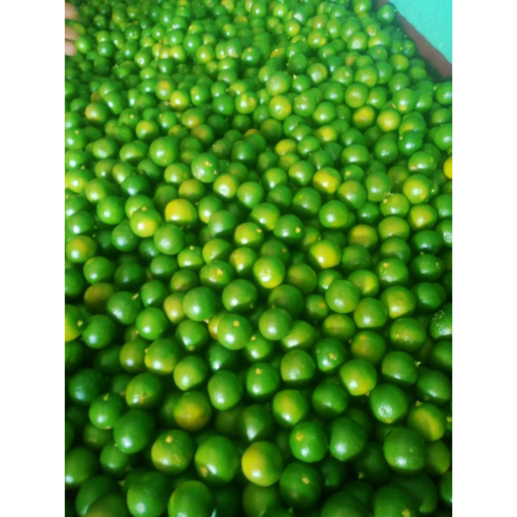 Jual 1KG UKURAN RANDOM JERUK PERAS | Shopee Indonesia