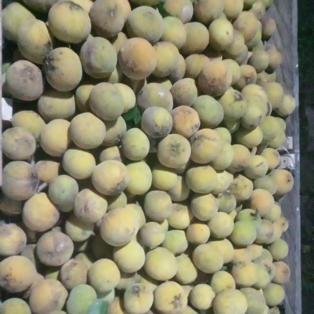 Jual kecapi daun manis asam segar . cocok buat rujak dan makan sehari ...