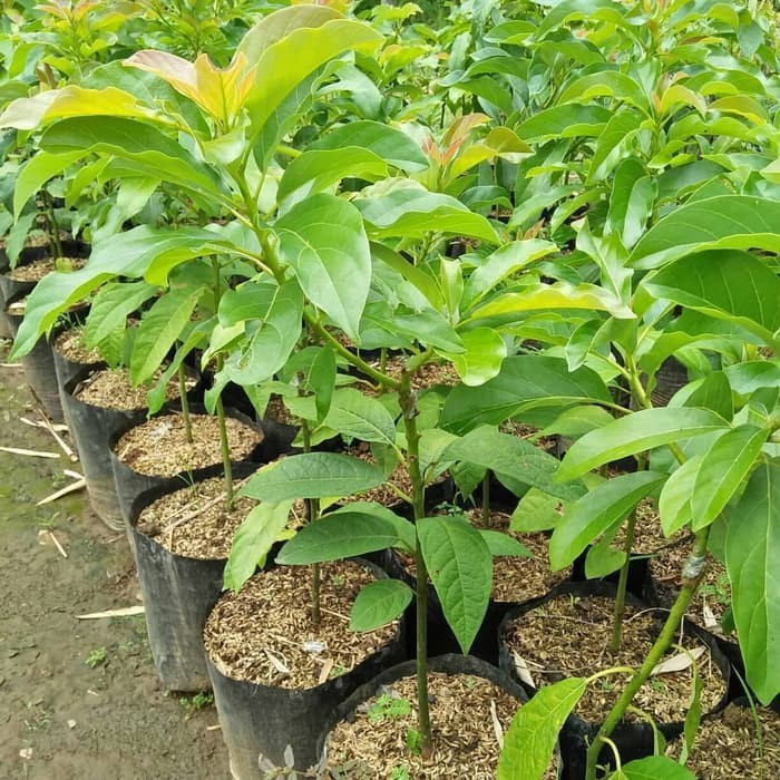 Bibit Alpukat Blitar