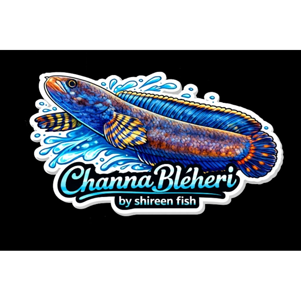 Jual Sticker Channa Bleheri WC 10-13cm | Shopee Indonesia
