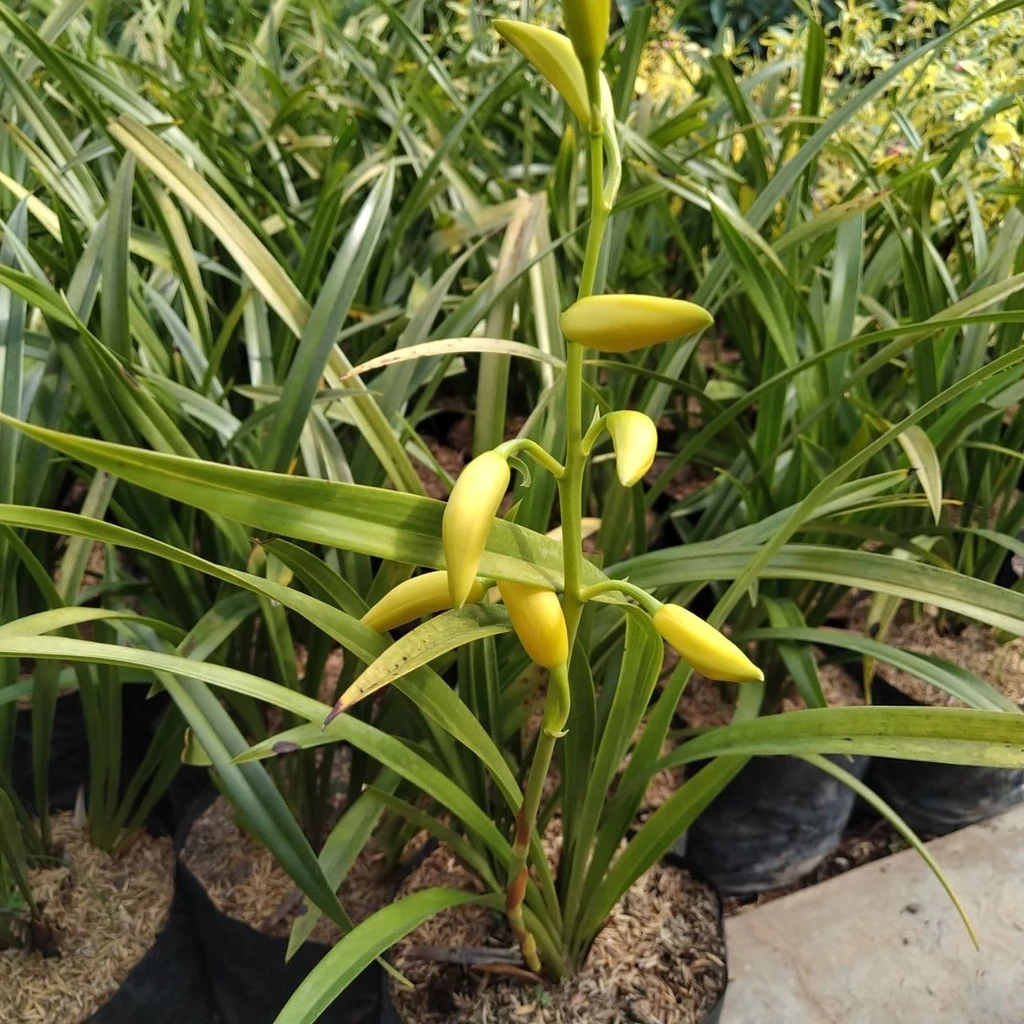 Bibit Bunga Anggrek