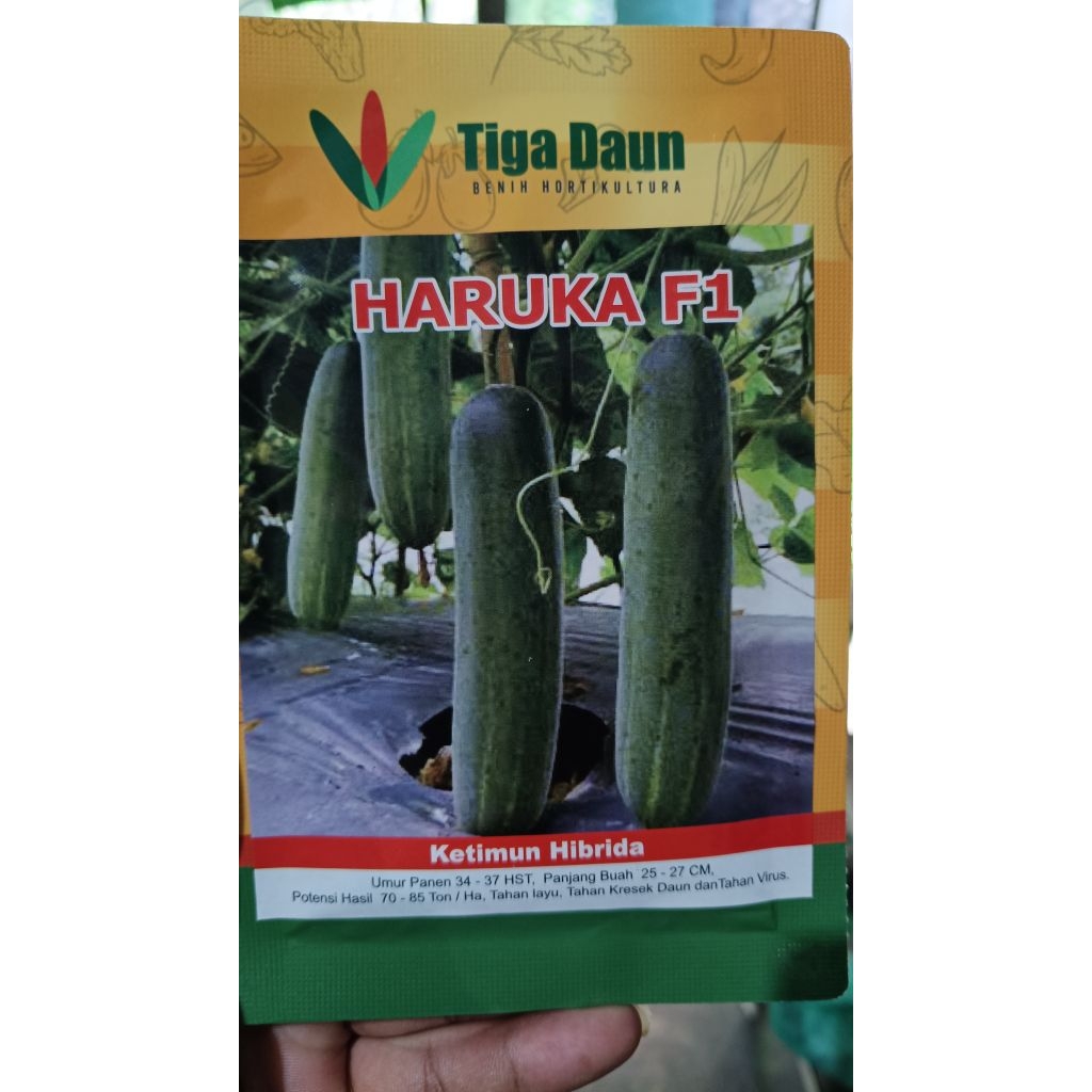 Jual Benih Ketimun Hibrida HARUKA F1 20 Gr cap Tiga Daun | Shopee Indonesia