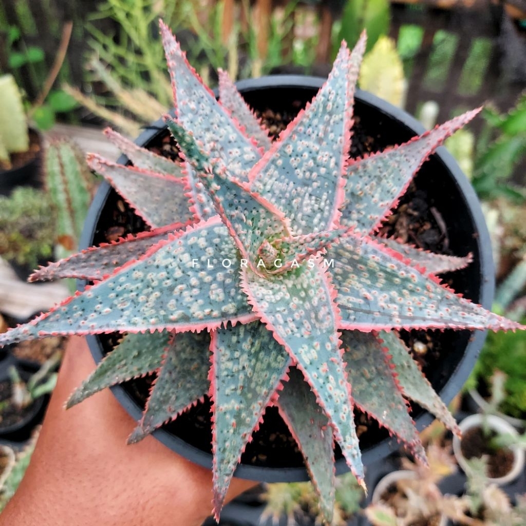 Jual Aloe TCT Hybrid Blue Orange | Shopee Indonesia