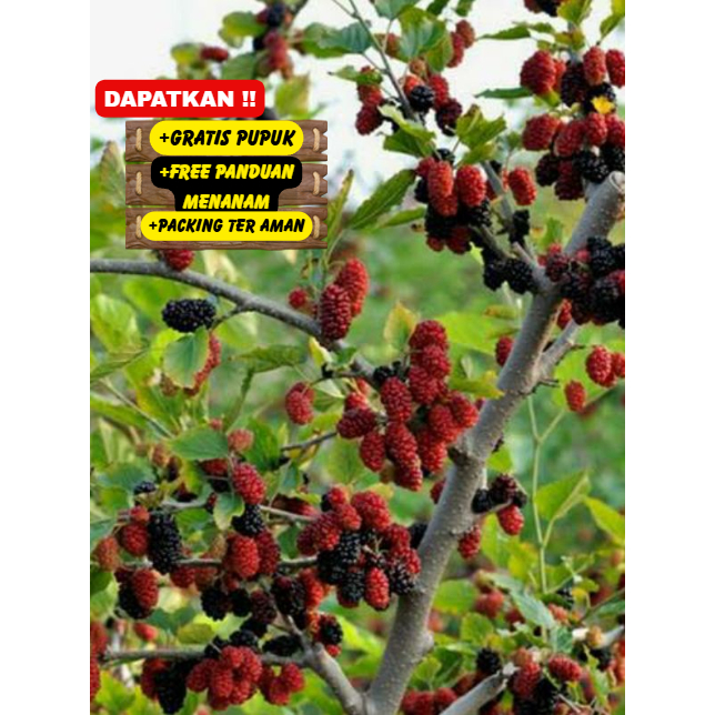 Bibit Murbei Super Unggul (CEPAT BERBUAH)