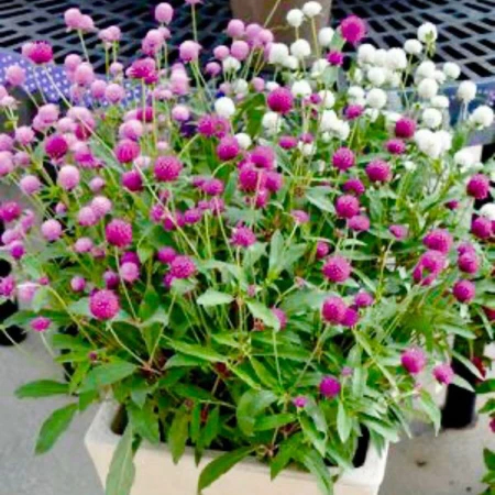 Jual Biji Benih Bunga Kenop Mix | Bunga Kancing | Gomphrena | Shopee ...