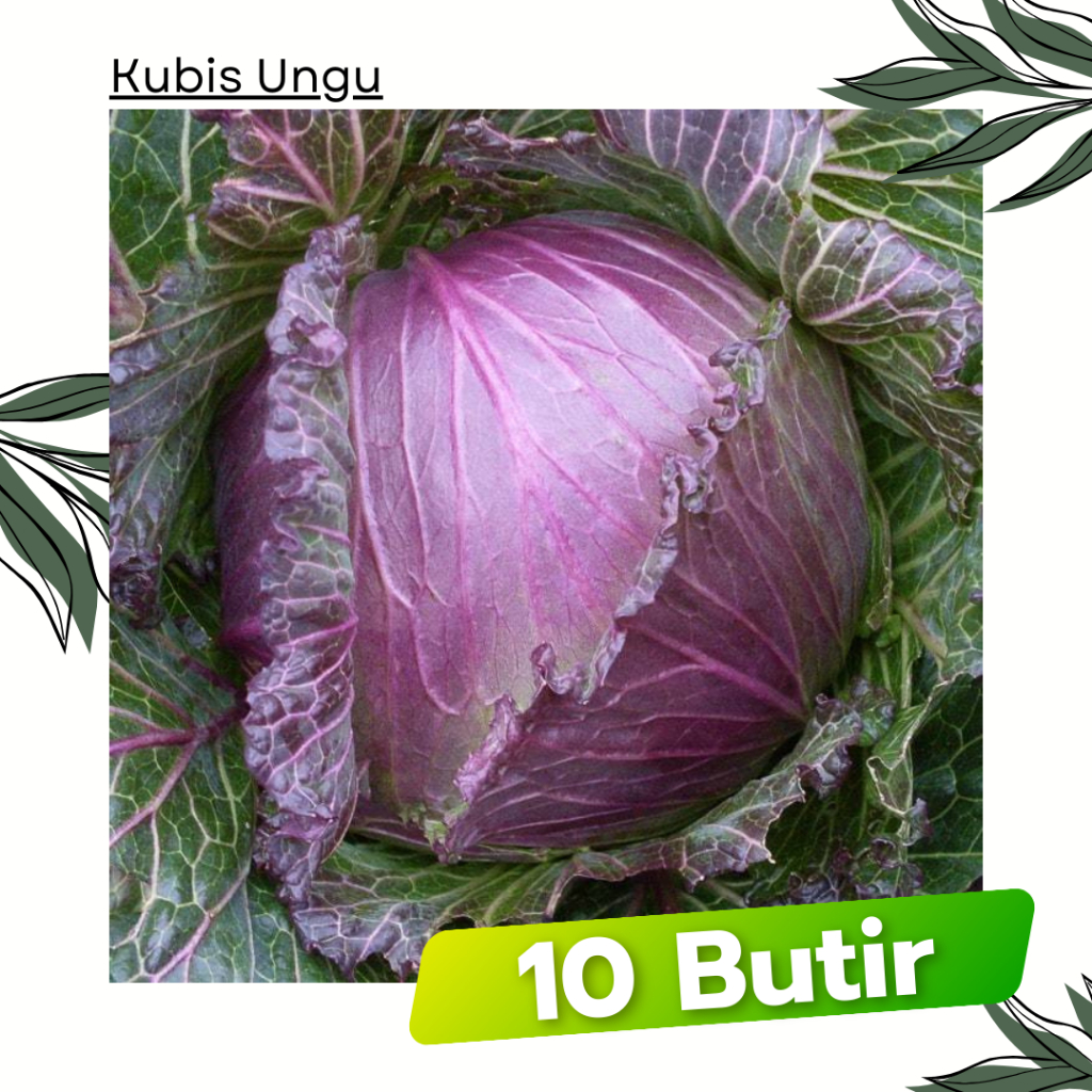 10 Butir - Kubis Ungu RED GLOBE Tani Murni Bibit Sayuran Tanaman Kubis Merah
