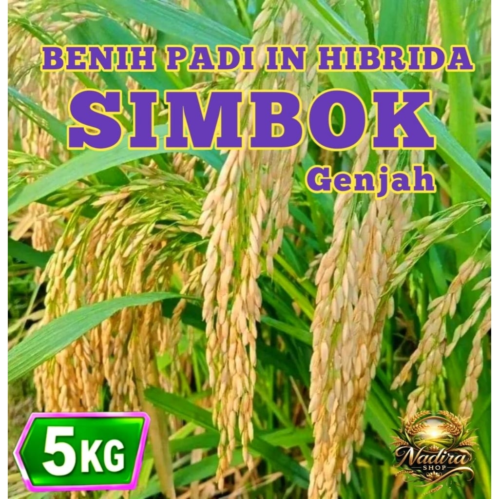 Jual 5KG BENIH PADI SIMBOK IN HIBRIDA ORIGINAL | Shopee Indonesia