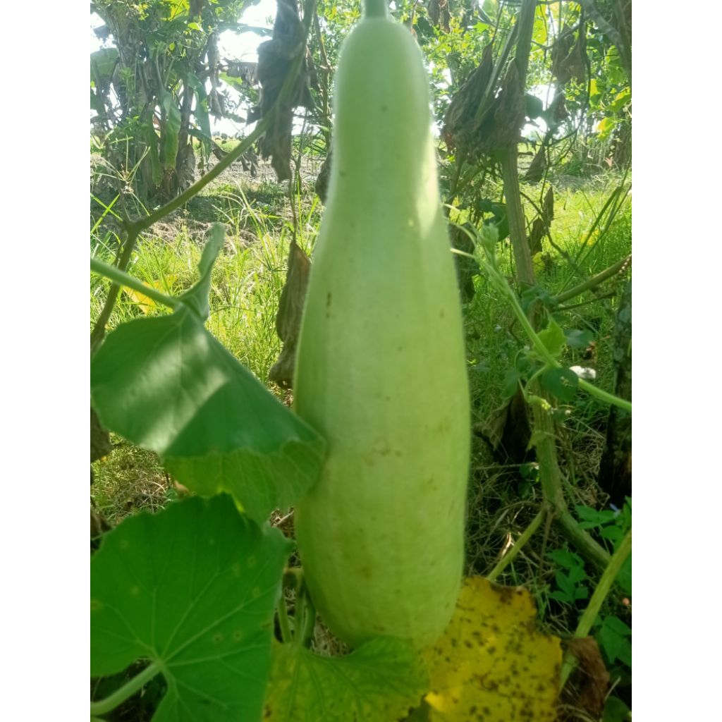 Jual labu putih/blonceng 1 buah | Shopee Indonesia