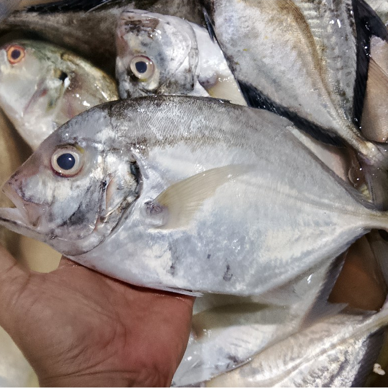 Jual Ikan Kuwe Terlengkap & Harga Terbaru Agustus 2026 | Shopee Indonesia