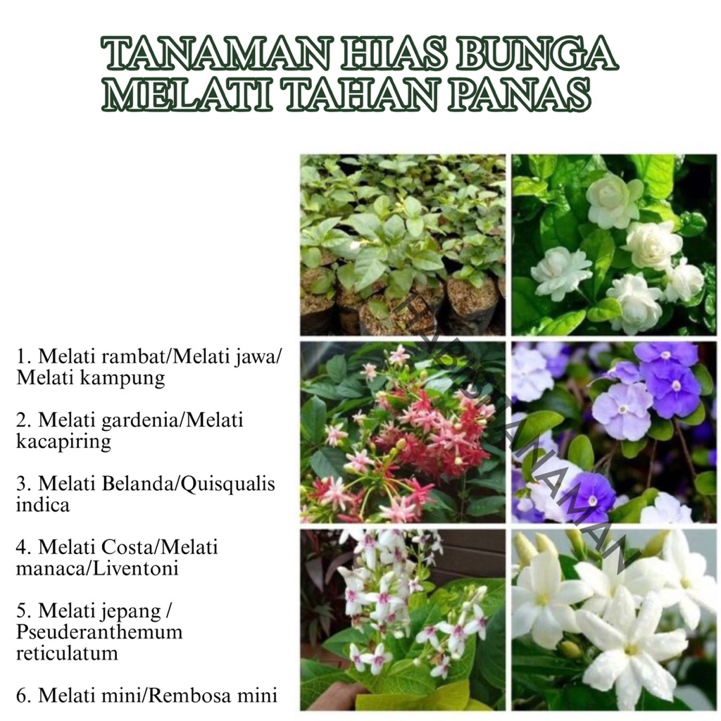 Jual Tanaman hias bunga melati tahan panas - tanaman hias melati harum ...