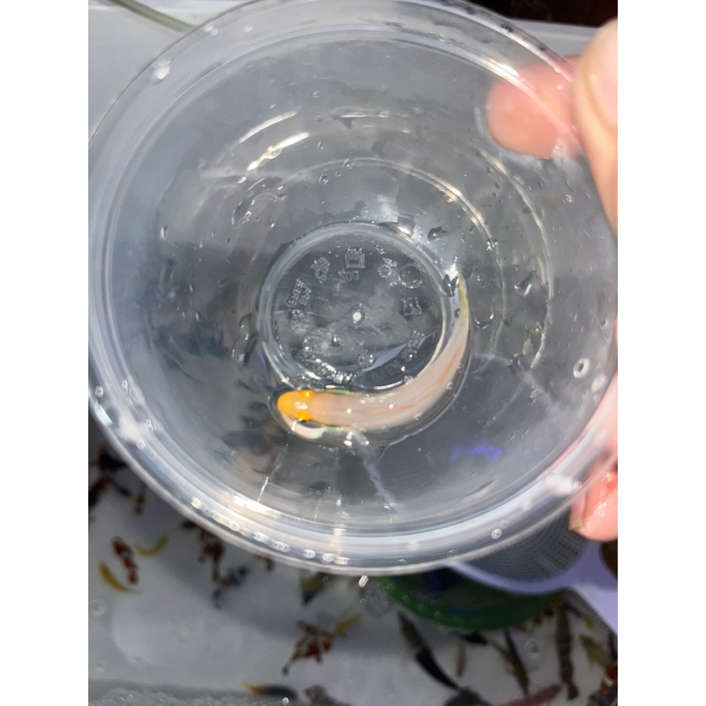 Jual ikan jabing bunglon b | Shopee Indonesia