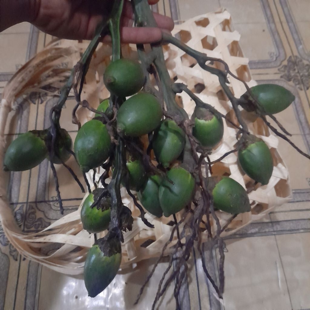 Jual Buah Pinang Muda Segar / Buah Jambe | 1 Kg Isi 25-40 Biji | Asli ...