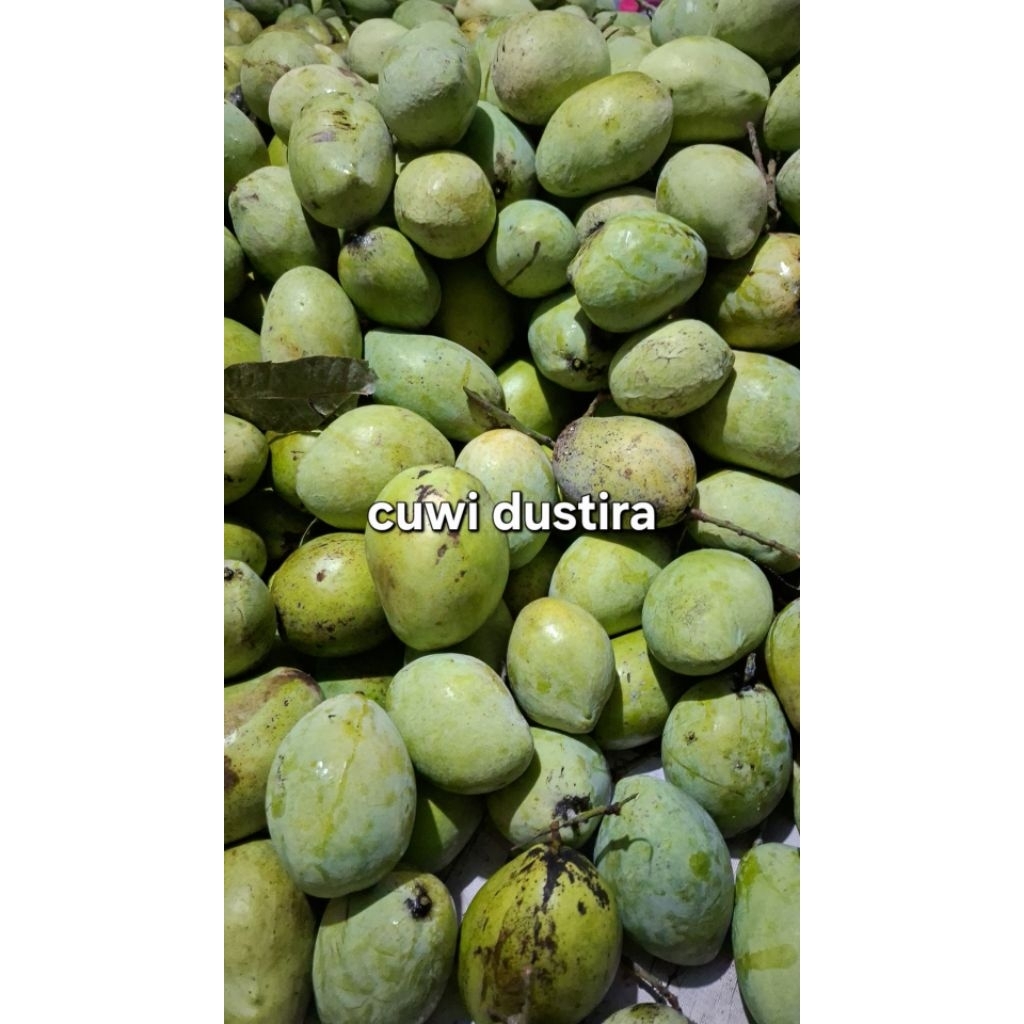 Jual MANGGA CENGKIR ASLI/MANGGA INDRAMAYU/MANGGA RUJAK 1 Kg | Shopee ...