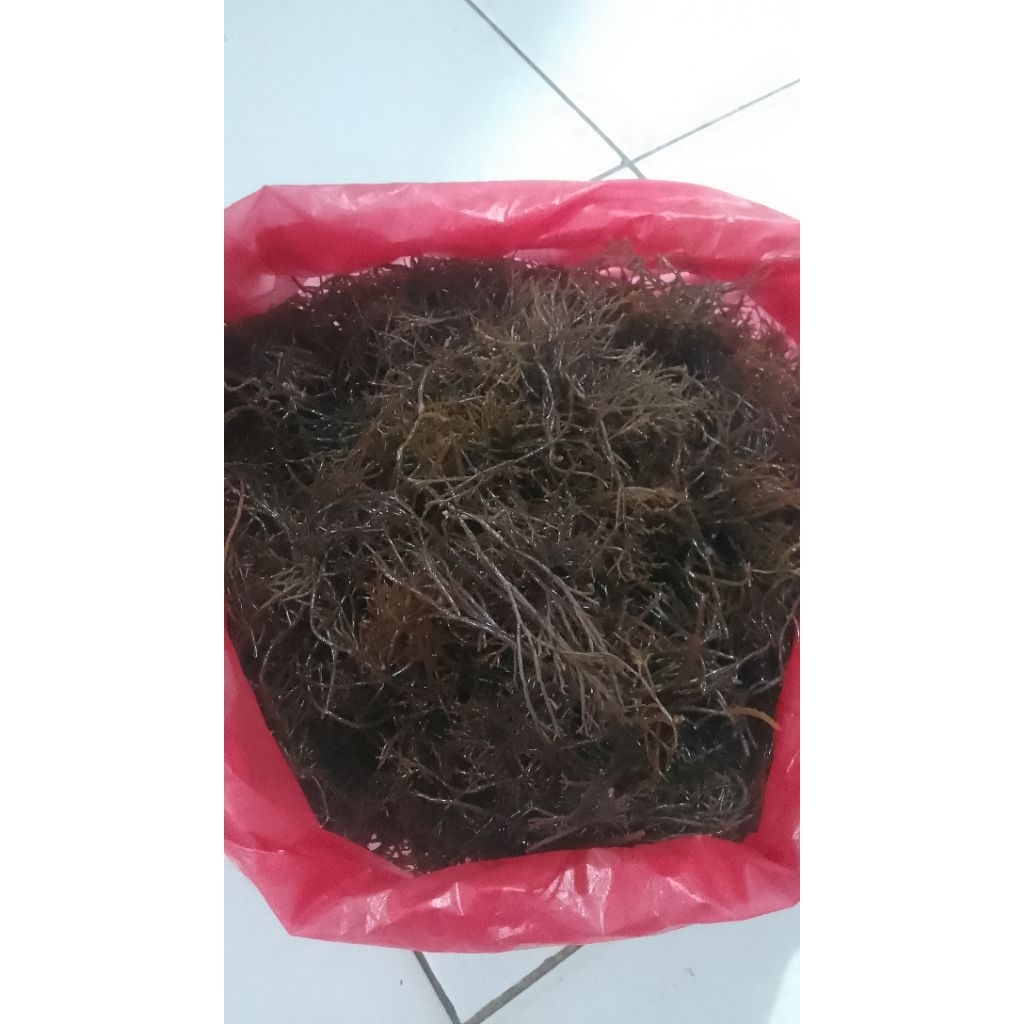 Jual rumput laut mentah 1 kg | Shopee Indonesia