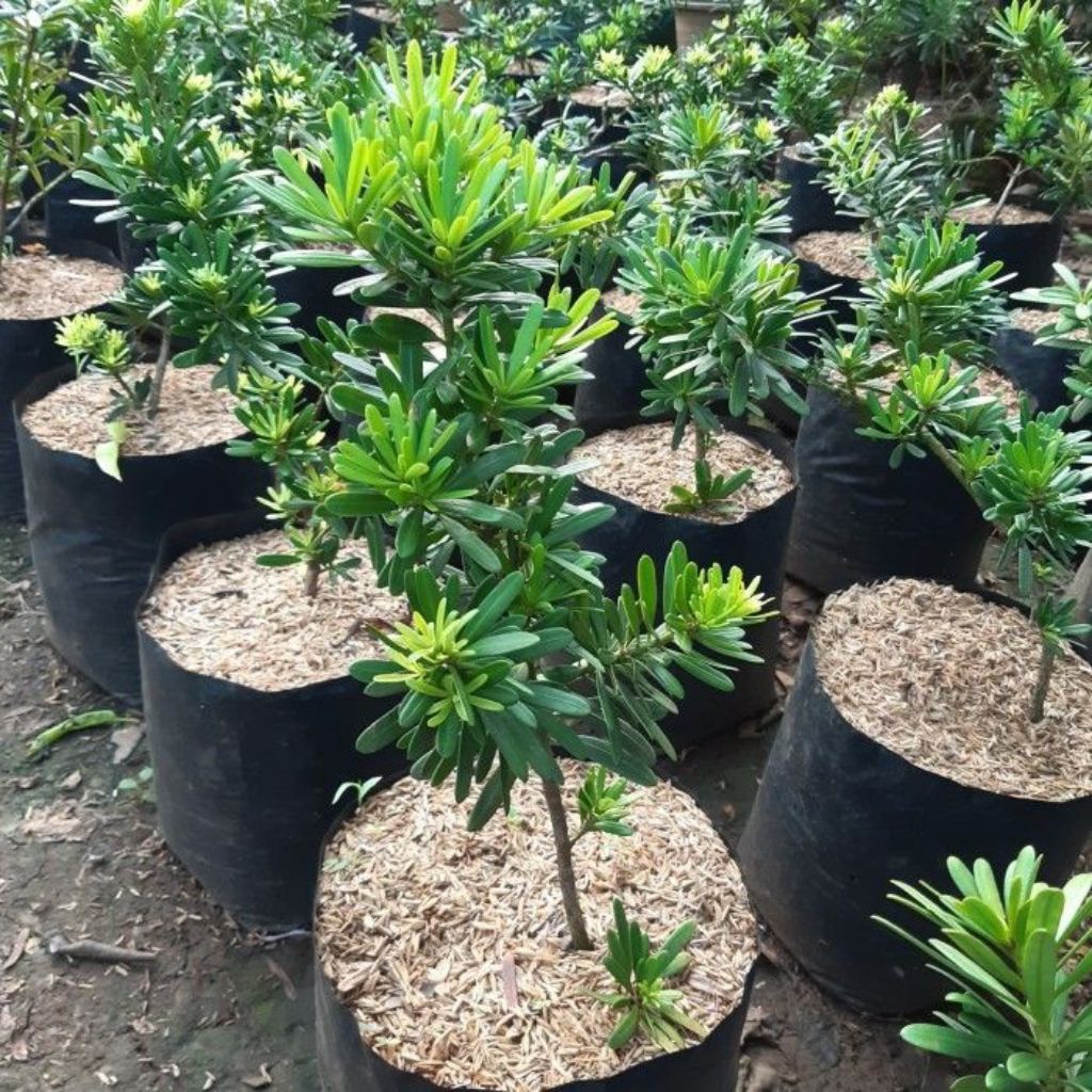 BIBIT TANAMAN HIAS LOHANSUNG HIJAU TINGGI 20-30CM - TANAMAN HIAS LOHANSUNG HIJAU