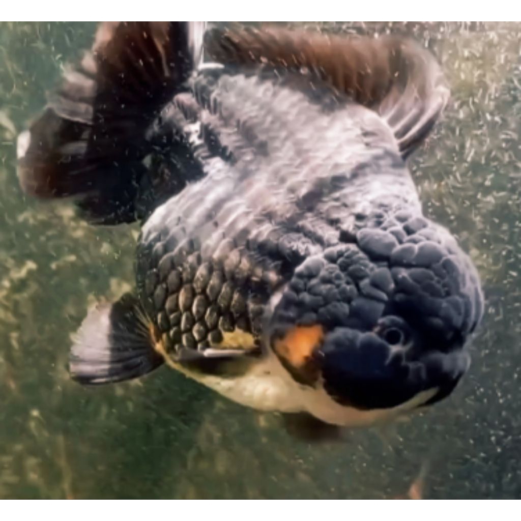 Jual Ikan mas koki OST Black SUPER JUMBO | Shopee Indonesia