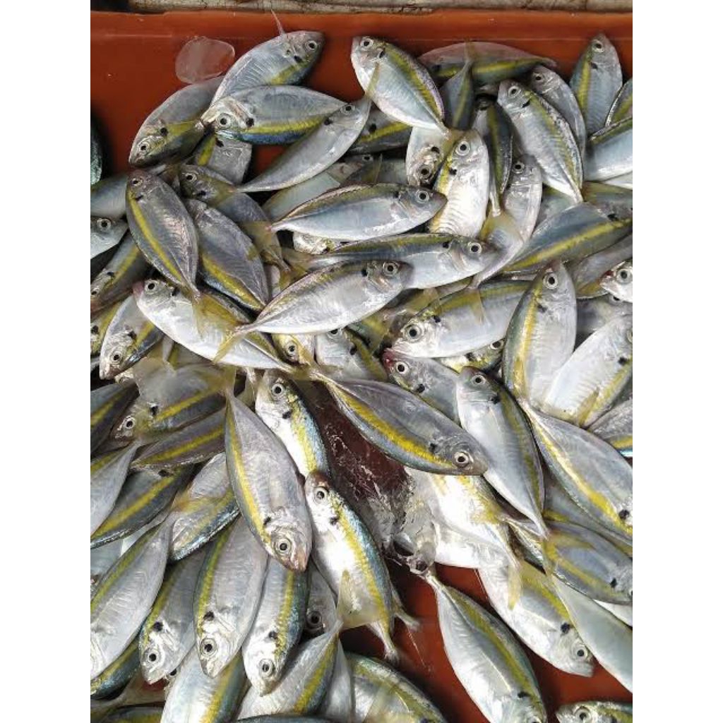 Jual ikan selar 1kg | Shopee Indonesia