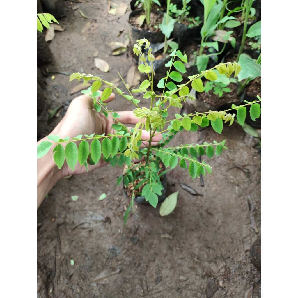 Bibit pohon belimbing sayur / belimning wuluh tinggi 35-40 cm