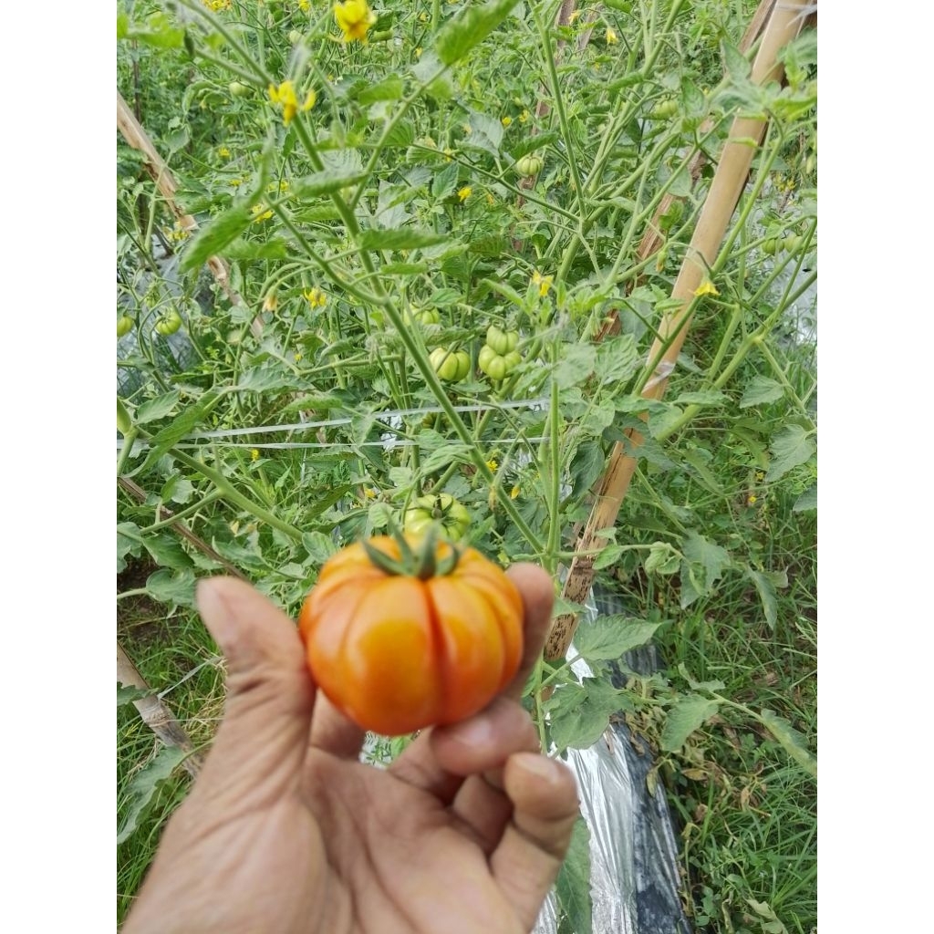 Jual ranti tomat mawar khas banyuwangi | Shopee Indonesia