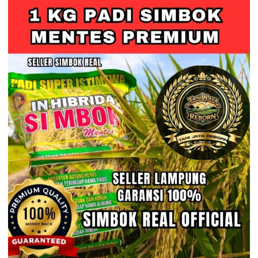 Jual (1Kg) Padi simbok mentes super premium, (INHIBRIDA) yang Di ...
