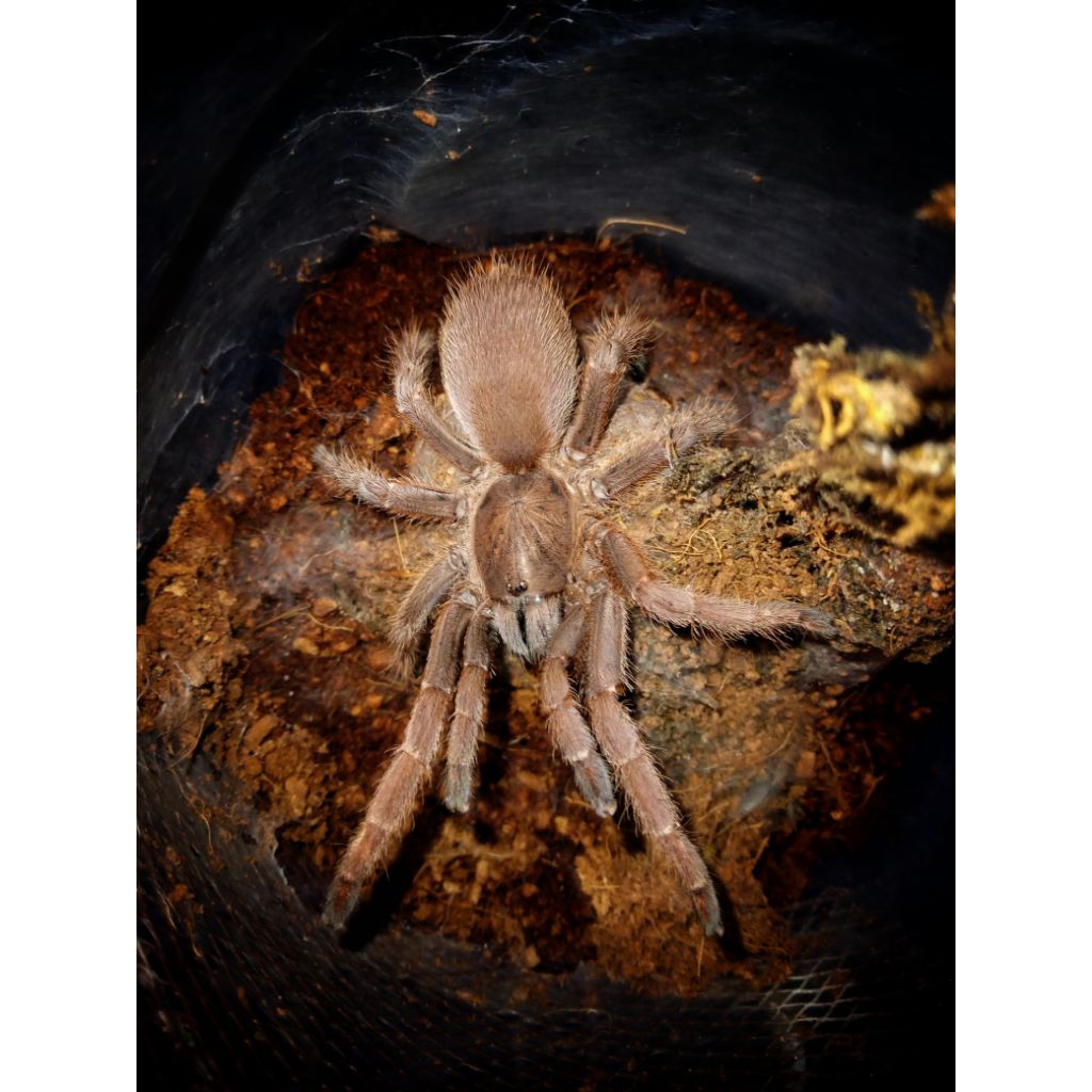 Jual DISPLAY tarantula Selenocosmia javanensis-sp